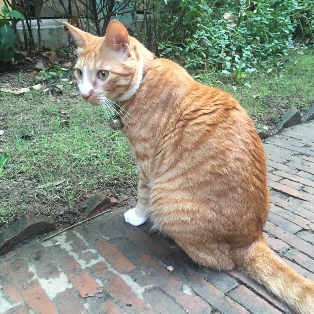 Meet your Posher, Julie